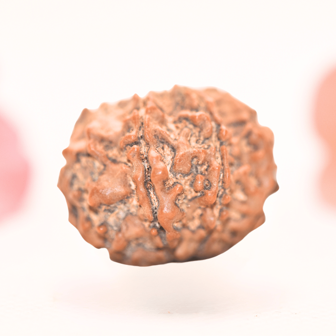 8 Mukhi Nepali Rudraksha - Regular