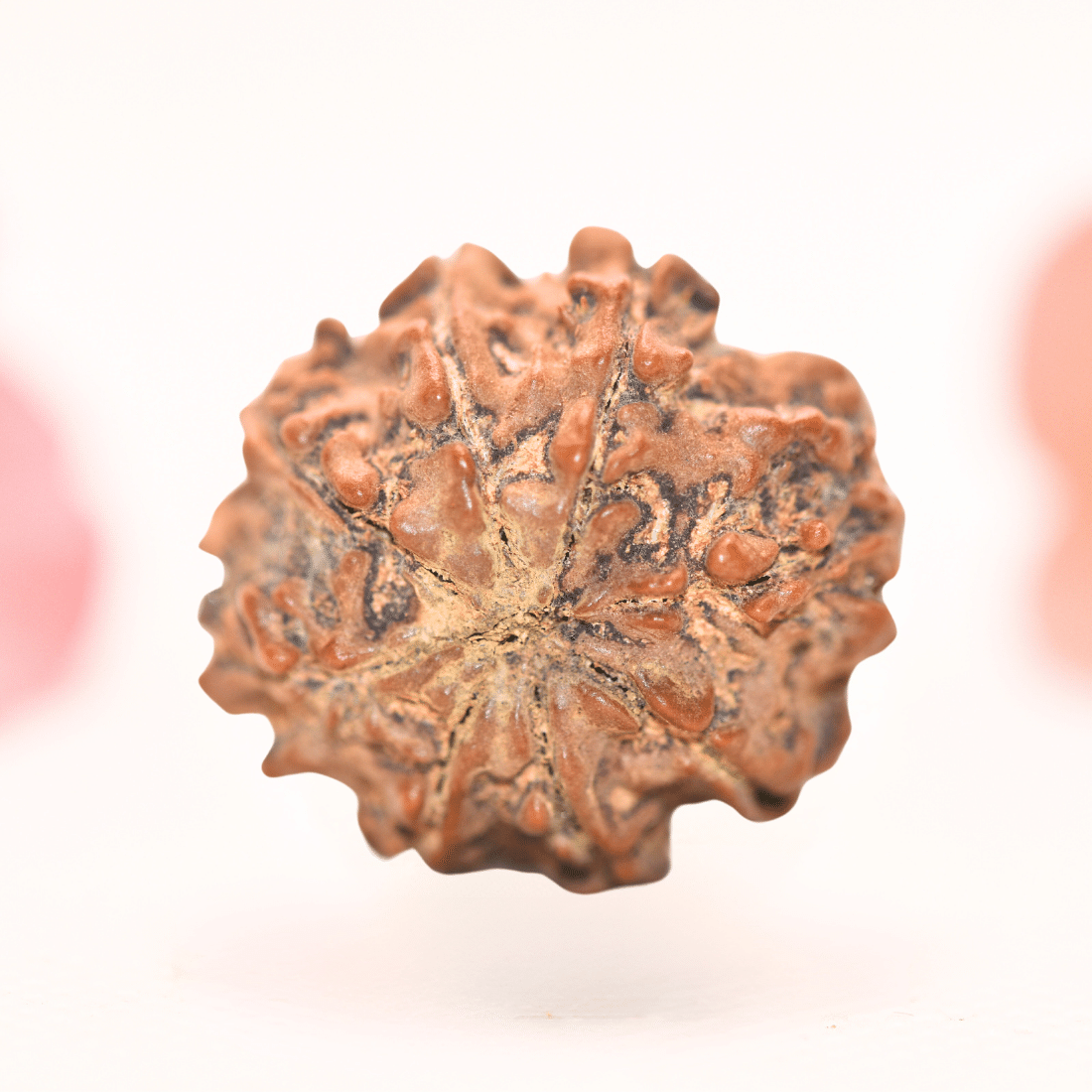8 Mukhi Nepali Rudraksha - Regular