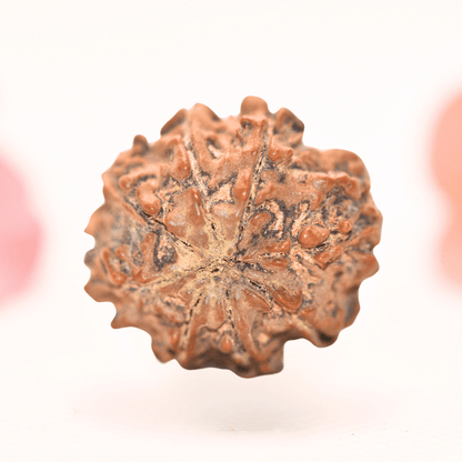 8 Mukhi Nepali Rudraksha - Regular