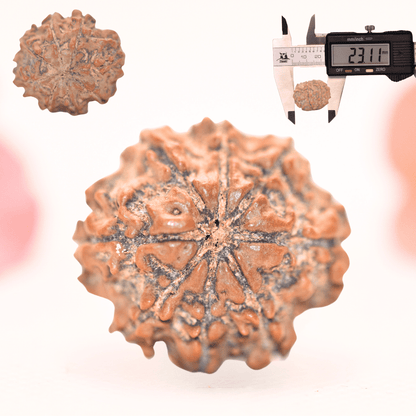 8 Mukhi Nepali Rudraksha - Regular