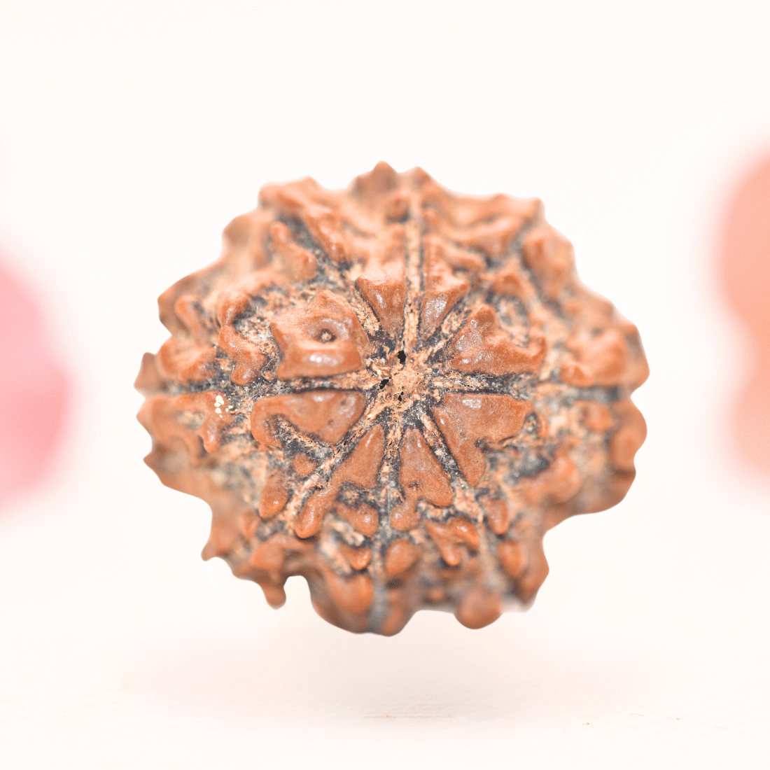 8 Mukhi Nepali Rudraksha - Regular