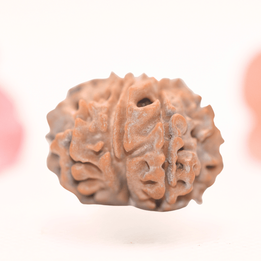 8 Mukhi Nepali Rudraksha - Regular