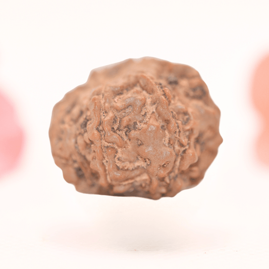 8 Mukhi Nepali Rudraksha - Regular