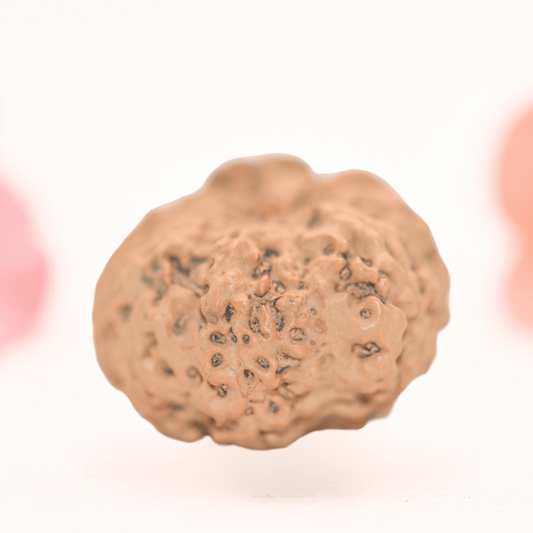 8 Mukhi Nepali Rudraksha - Regular