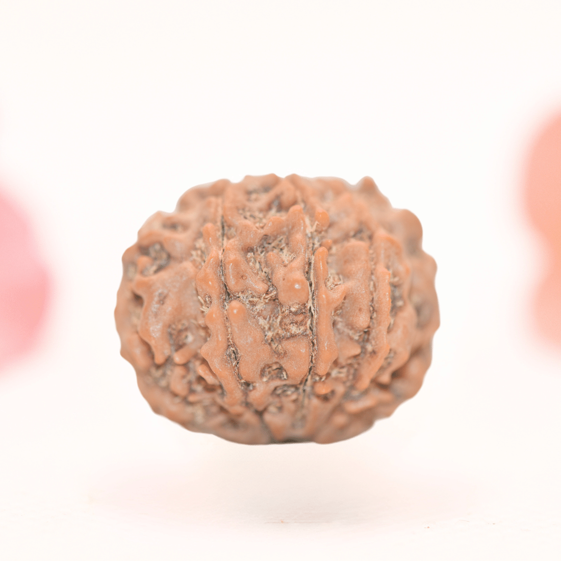 8 Mukhi Nepali Rudraksha - Regular