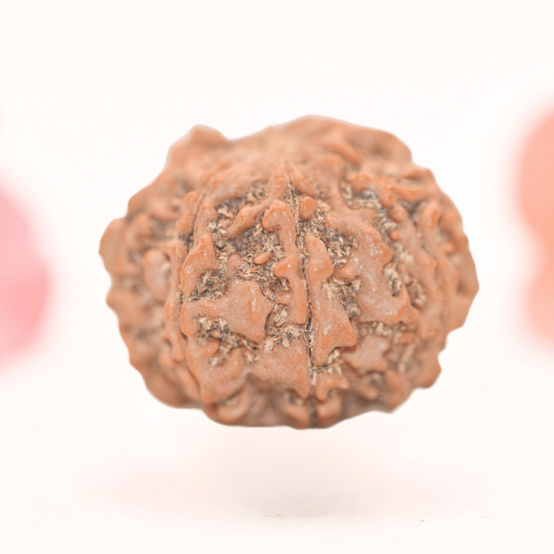 8 Mukhi Nepali Rudraksha - Regular