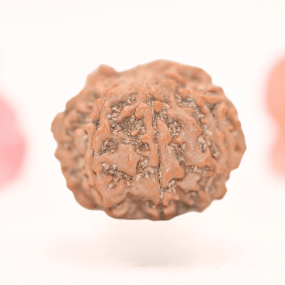 8 Mukhi Nepali Rudraksha - Regular