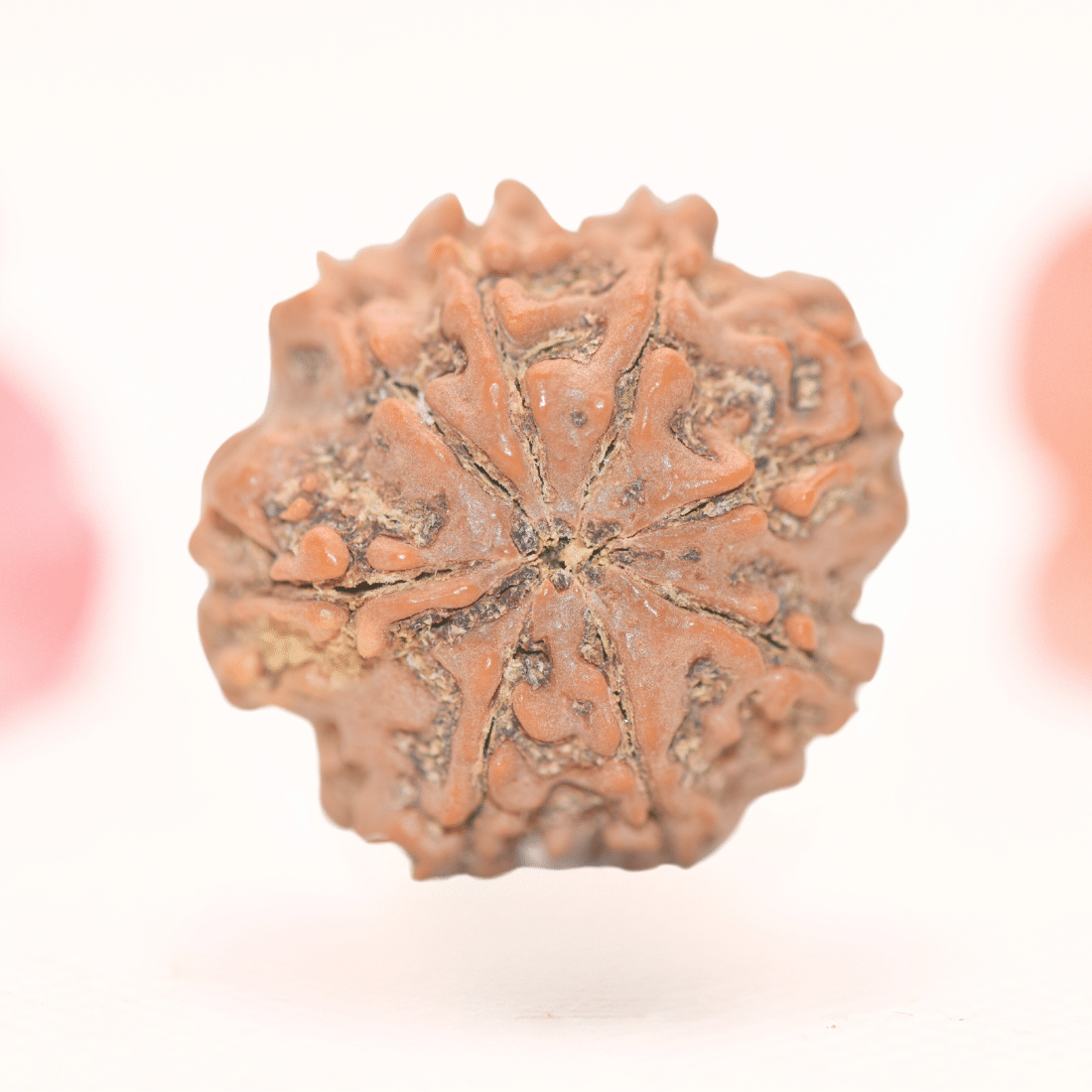 8 Mukhi Nepali Rudraksha - Regular