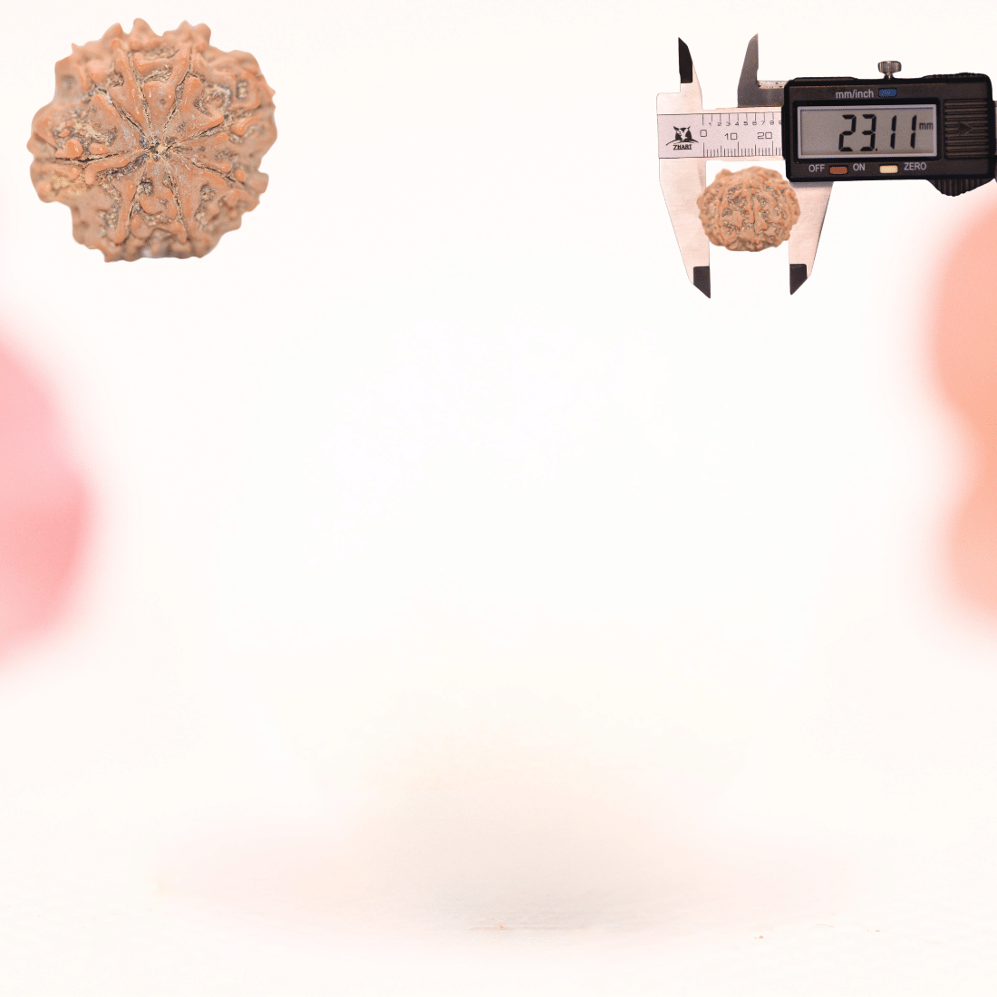 8 Mukhi Nepali Rudraksha - Regular