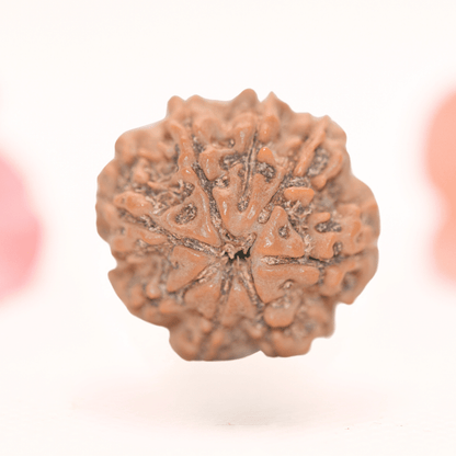 8 Mukhi Nepali Rudraksha - Regular