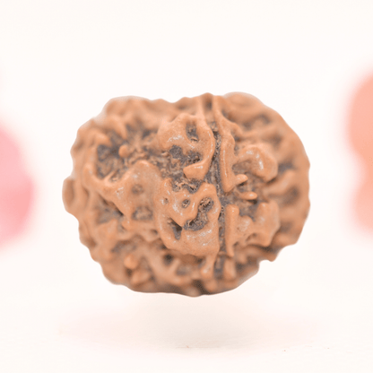 8 Mukhi Nepali Rudraksha - Regular