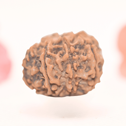 8 Mukhi Nepali Rudraksha - Regular