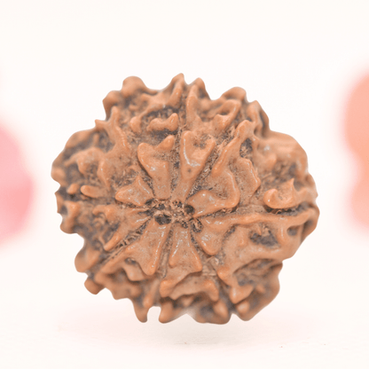 8 Mukhi Nepali Rudraksha - Regular