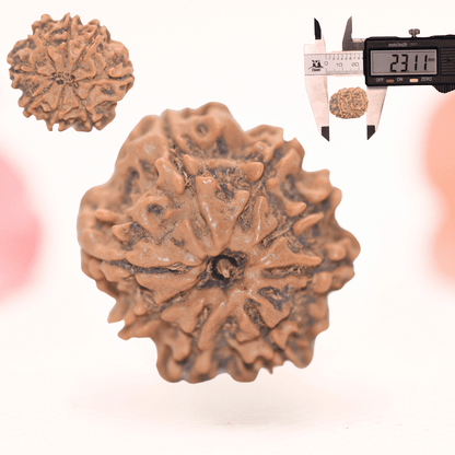 8 Mukhi Nepali Rudraksha - Regular
