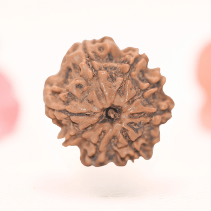 8 Mukhi Nepali Rudraksha - Regular