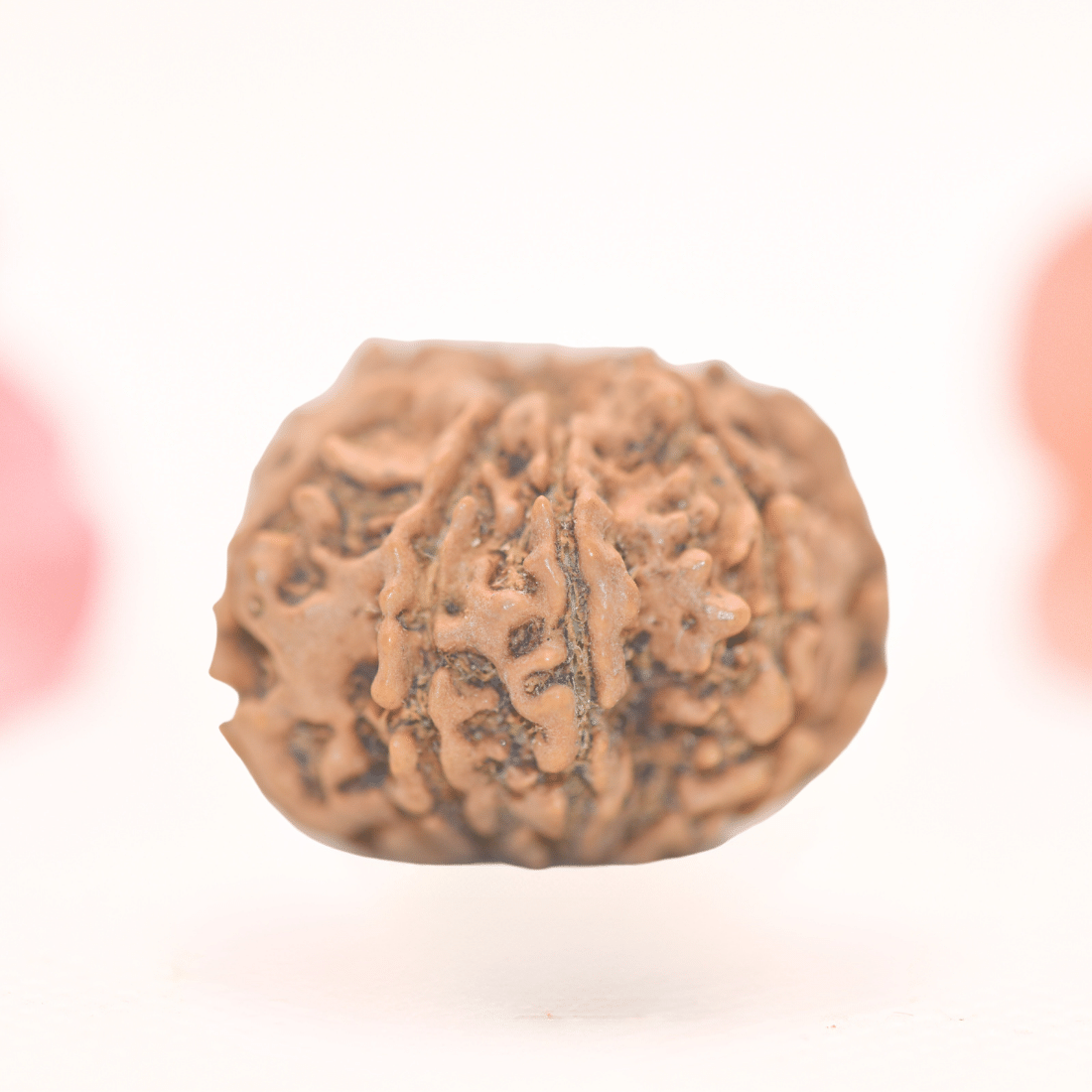 8 Mukhi Nepali Rudraksha - Regular