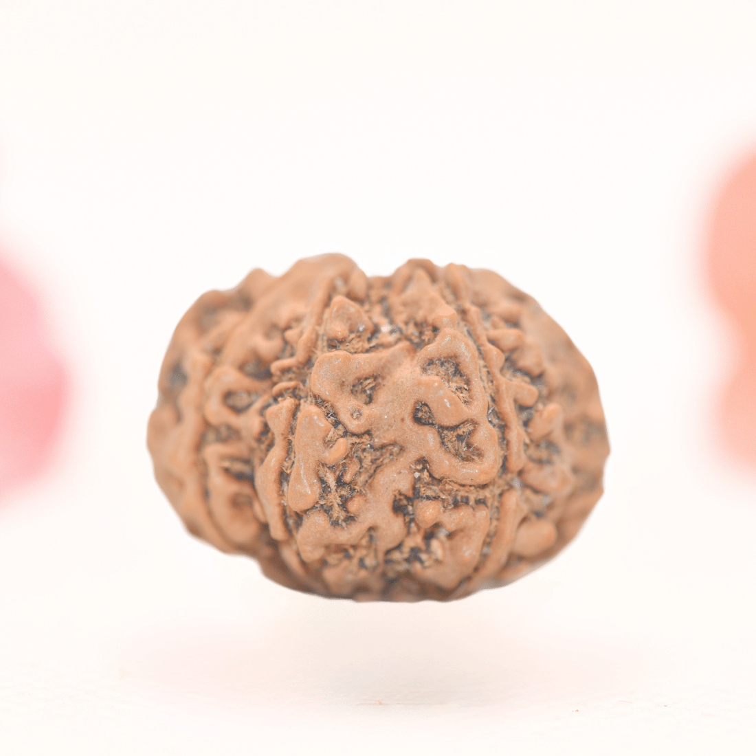 8 Mukhi Nepali Rudraksha - Regular