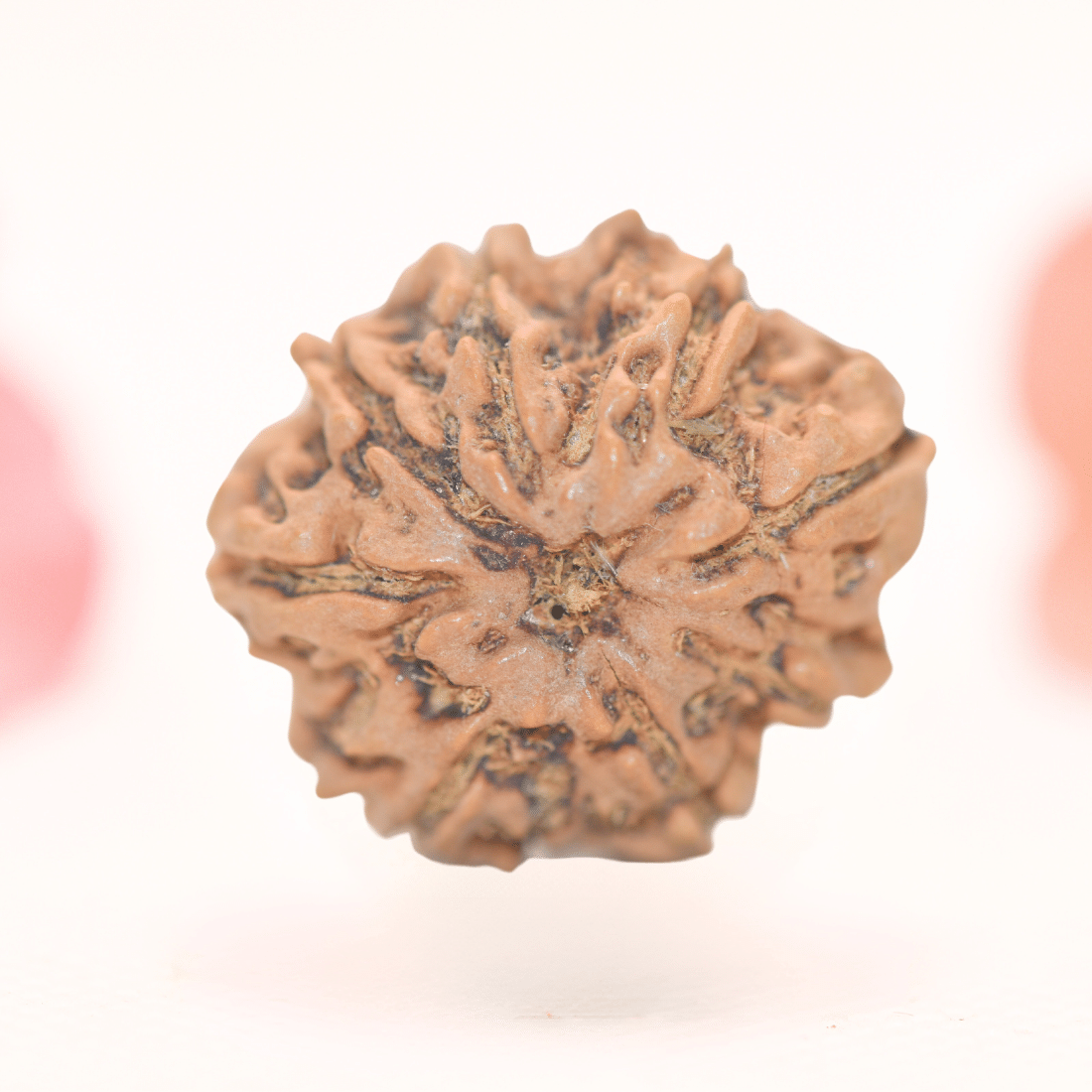 8 Mukhi Nepali Rudraksha - Regular