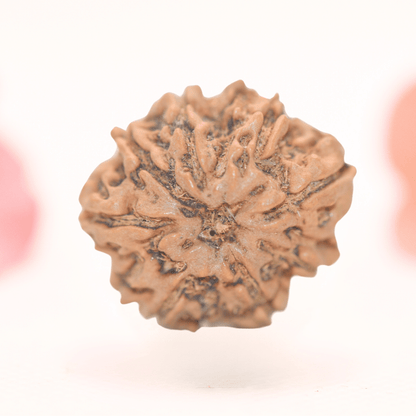 8 Mukhi Nepali Rudraksha - Regular