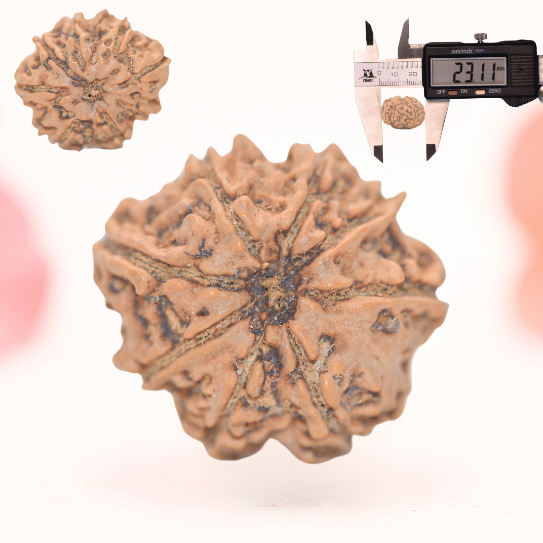 8 Mukhi Nepali Rudraksha - Regular