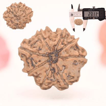 8 Mukhi Nepali Rudraksha - Regular
