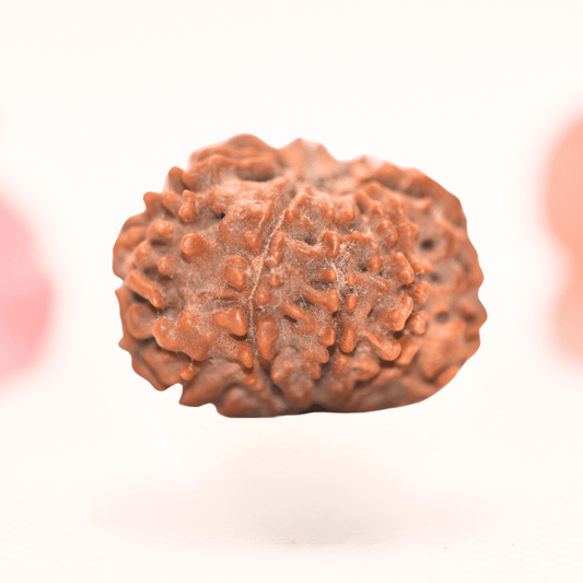 8 Mukhi Nepali Rudraksha - Regular