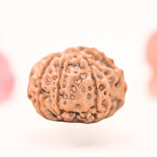 8 Mukhi Nepali Rudraksha - Regular
