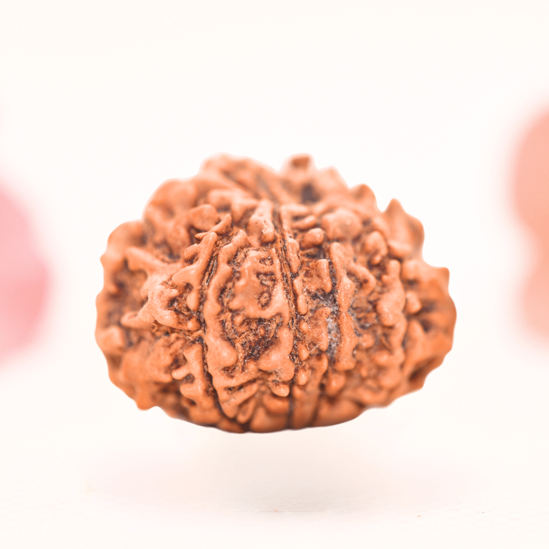 8 Mukhi Nepali Rudraksha - Regular