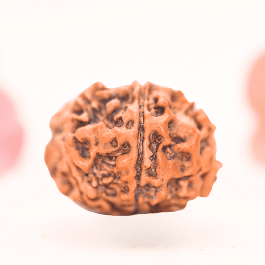 8 Mukhi Nepali Rudraksha - Regular