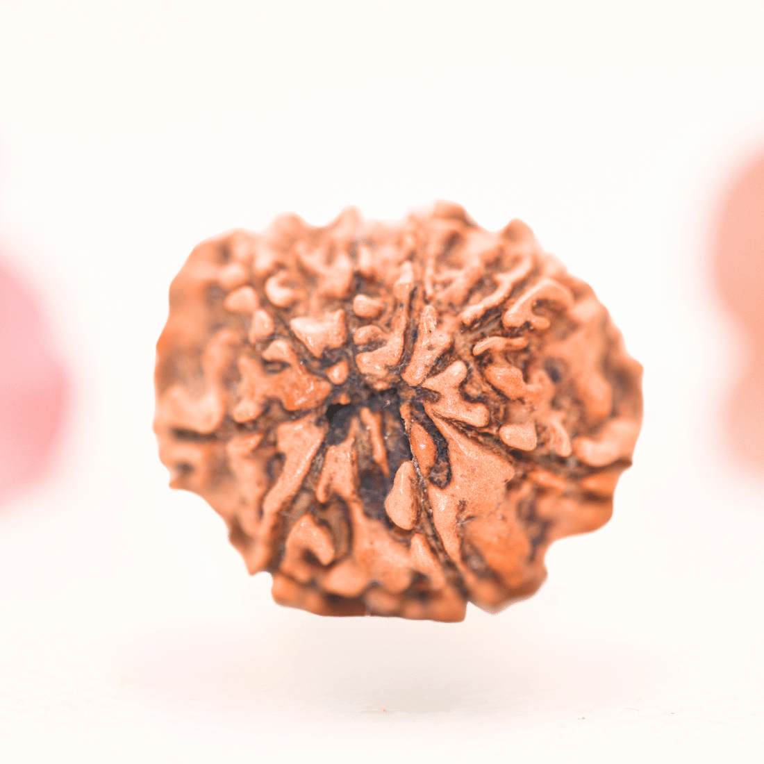 8 Mukhi Nepali Rudraksha - Regular
