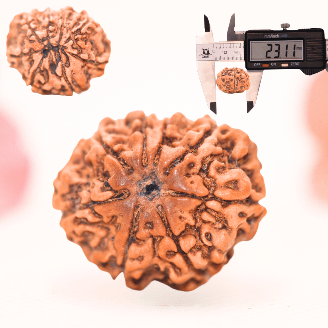 8 Mukhi Nepali Rudraksha - Regular