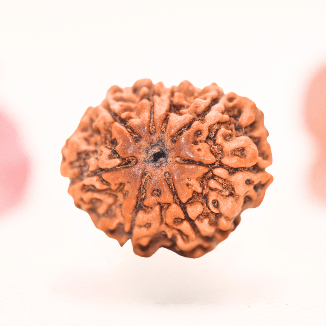 8 Mukhi Nepali Rudraksha - Regular