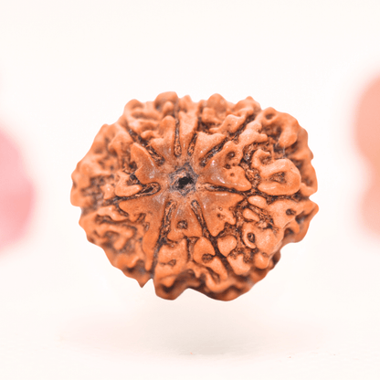 8 Mukhi Nepali Rudraksha - Regular