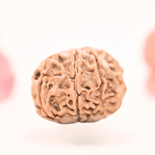 8 Mukhi Nepali Rudraksha - Regular