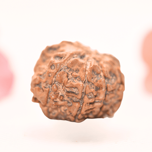 8 Mukhi Nepali Rudraksha - Regular