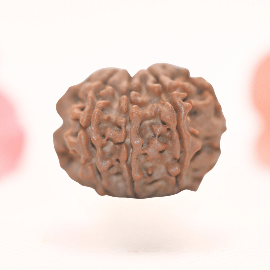 8 Mukhi Nepali Rudraksha - Regular