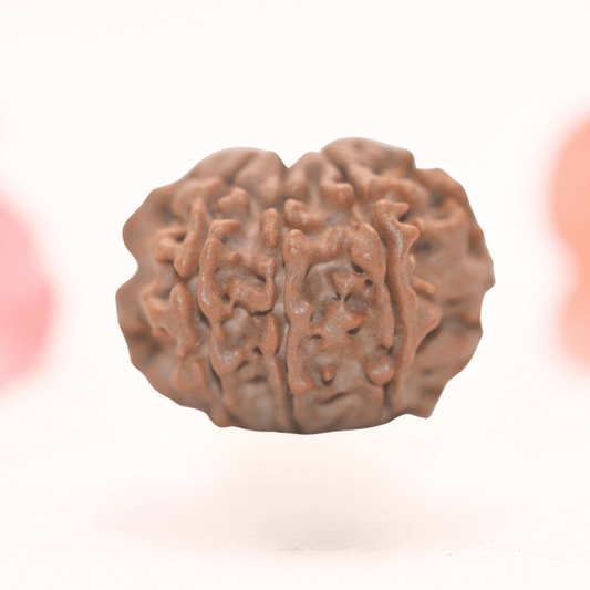 8 Mukhi Nepali Rudraksha - Regular