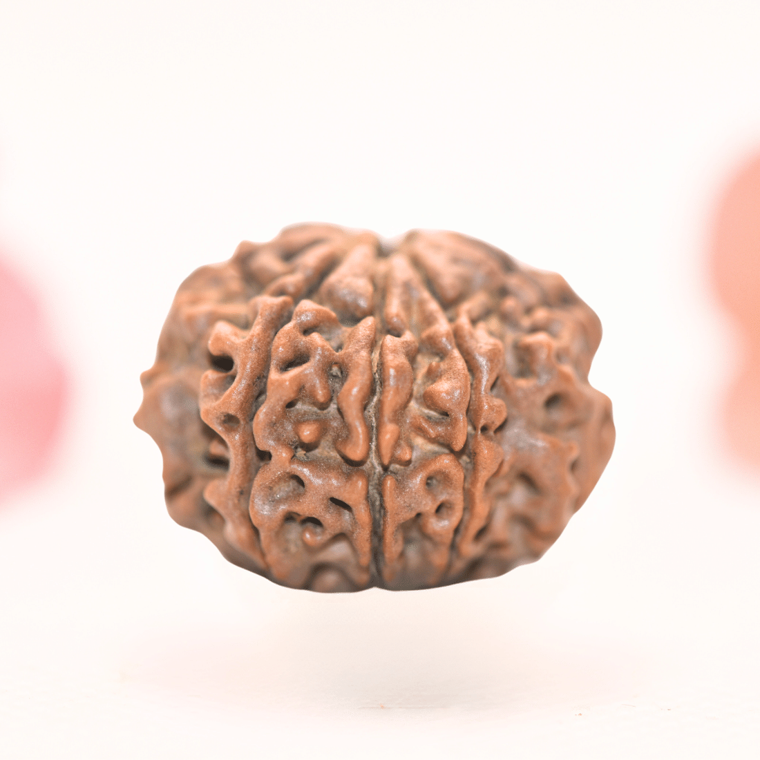 8 Mukhi Nepali Rudraksha - Regular