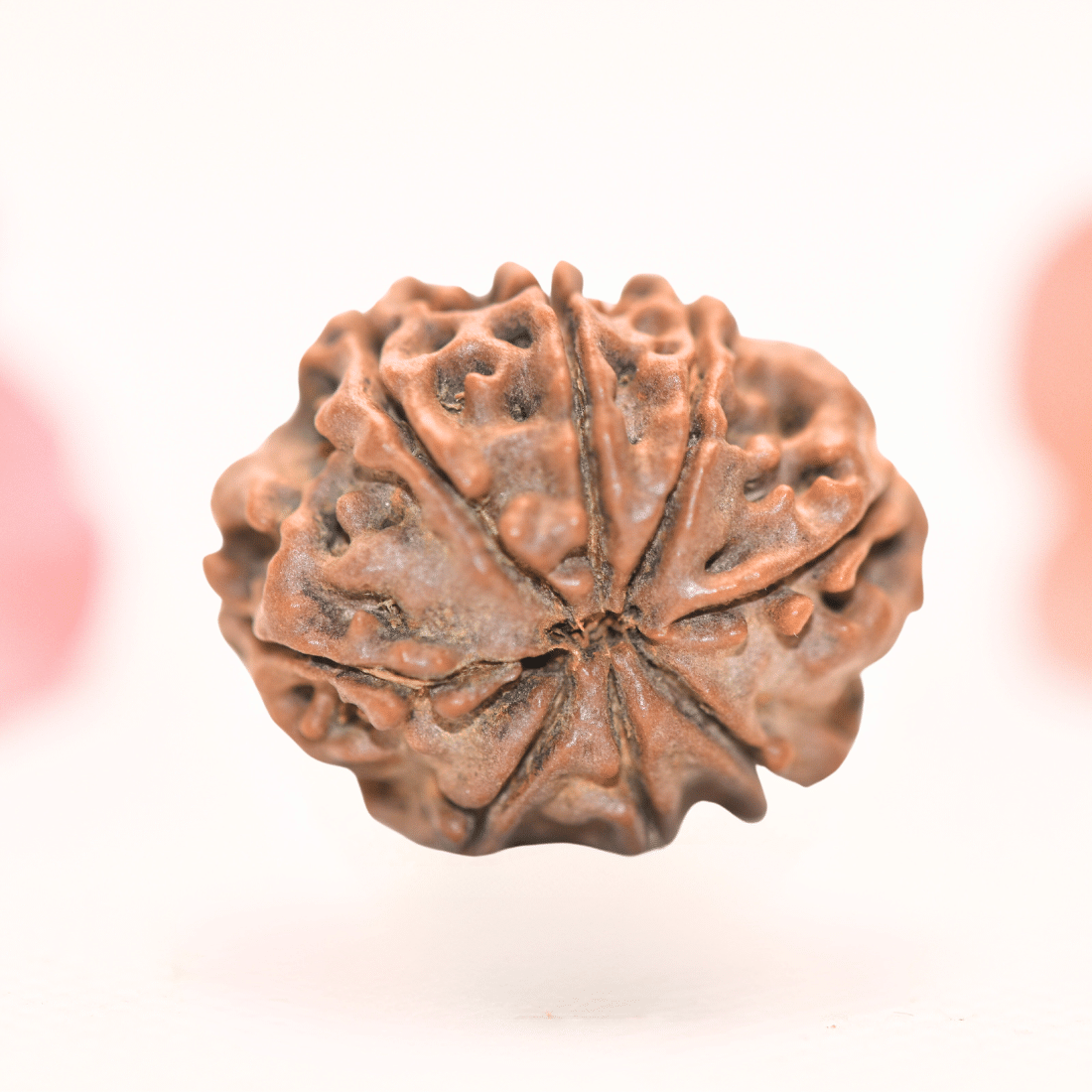 8 Mukhi Nepali Rudraksha - Regular