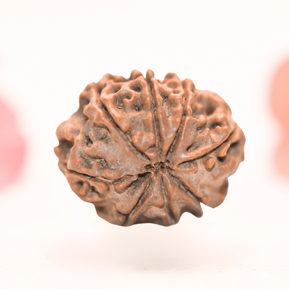 8 Mukhi Nepali Rudraksha - Regular