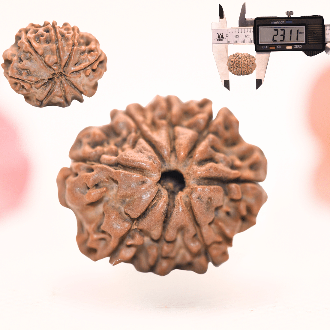 8 Mukhi Nepali Rudraksha - Regular