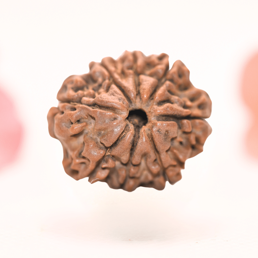 8 Mukhi Nepali Rudraksha - Regular