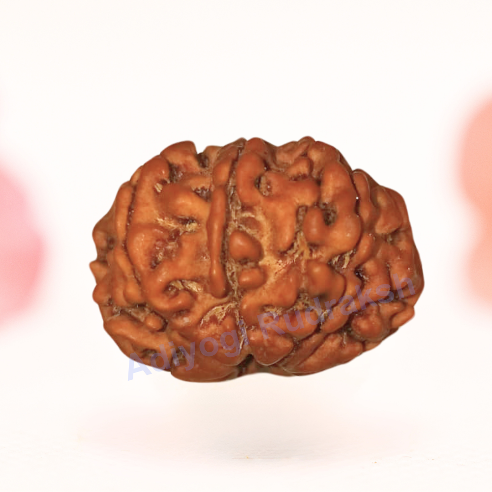 8 Mukhi Nepali Rudraksha - Regular