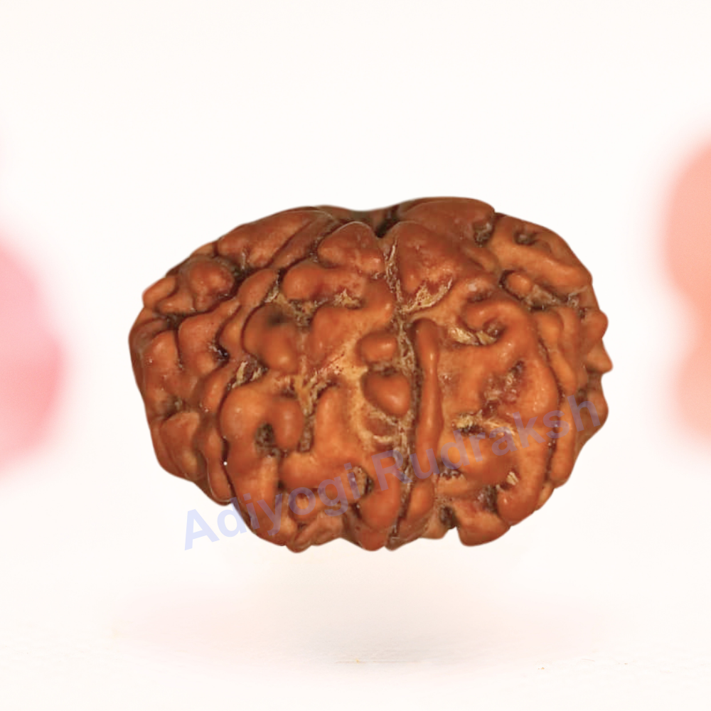 8 Mukhi Nepali Rudraksha - Regular