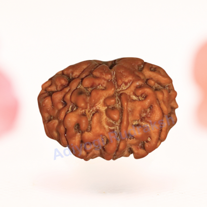 8 Mukhi Nepali Rudraksha - Regular