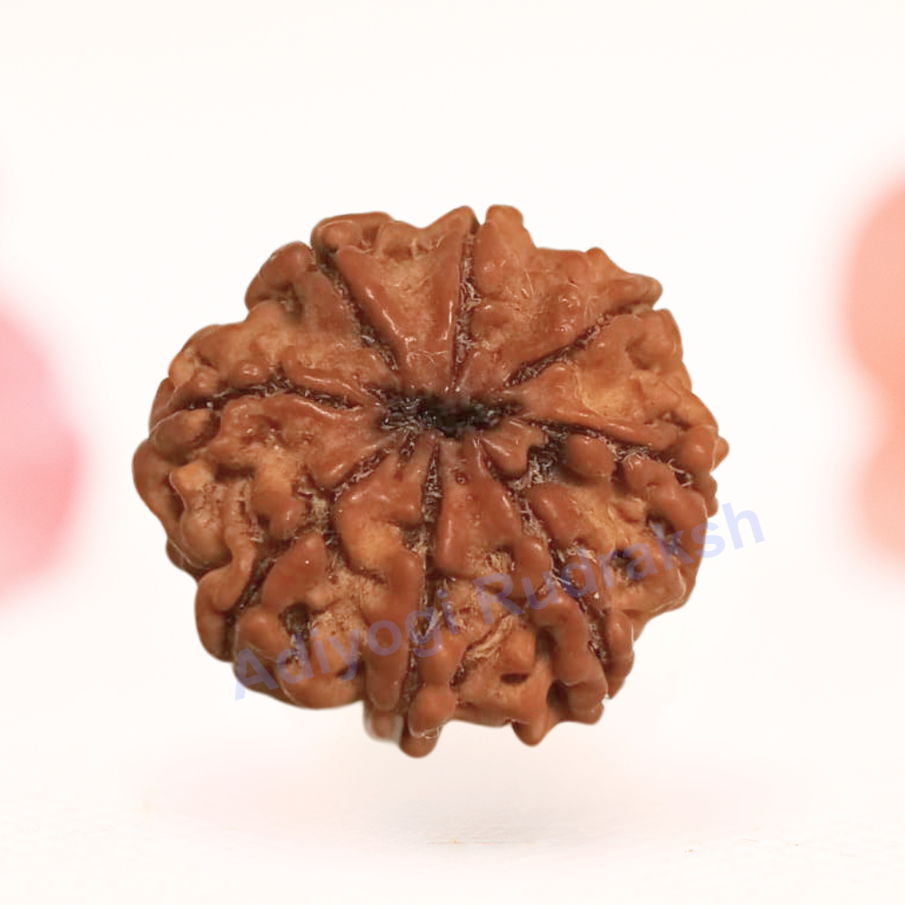 8 Mukhi Nepali Rudraksha - Regular