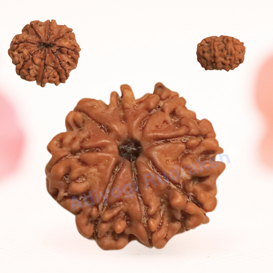 8 Mukhi Nepali Rudraksha - Regular