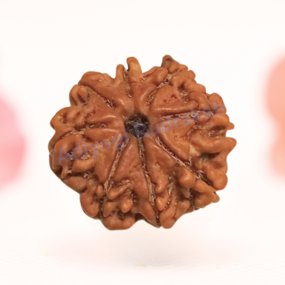 8 Mukhi Nepali Rudraksha - Regular