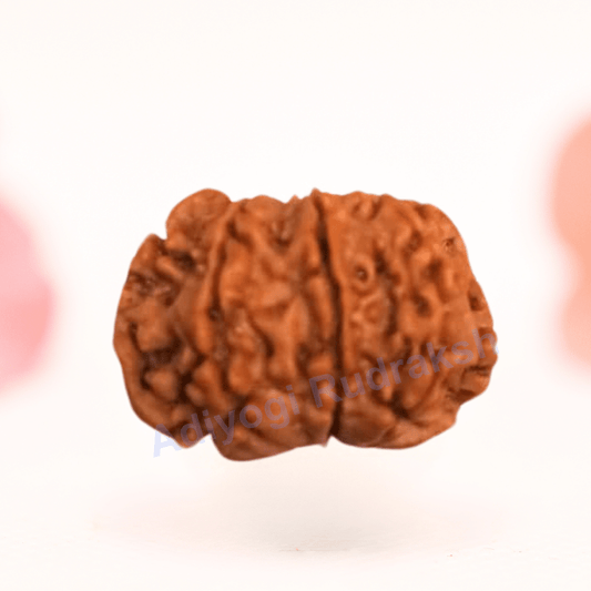 8 Mukhi Nepali Rudraksha - Regular