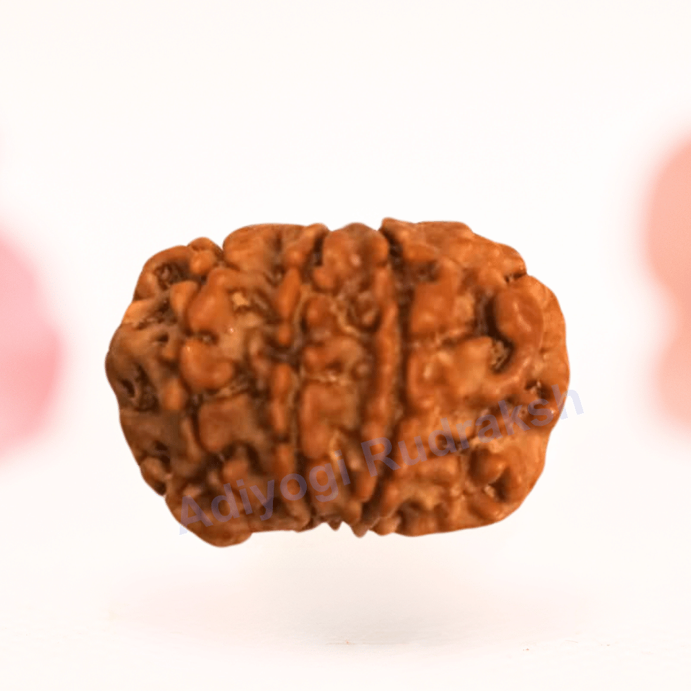 8 Mukhi Nepali Rudraksha - Regular